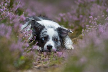 Heather arazisindeki Border Collie