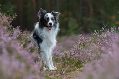 Heather arazisindeki Border Collie