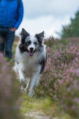 Heather arazisindeki Border Collie