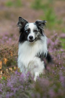 Heather arazisindeki Border Collie