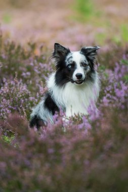 Heather arazisindeki Border Collie