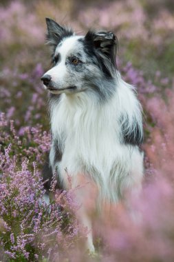 Heather arazisindeki Border Collie