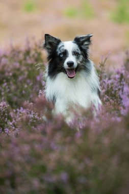 Heather arazisindeki Border Collie