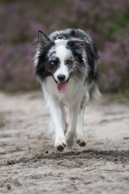 Heather arazisindeki Border Collie