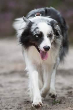 Heather arazisindeki Border Collie