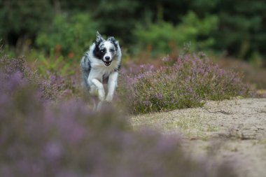 Heather arazisinde çalışan bir çoban köpeği.