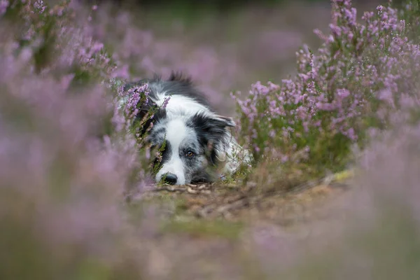 Border Collie Heather Landscape — Stock Photo, Image