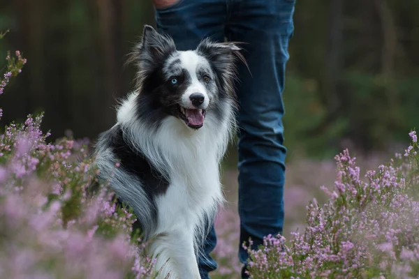 Grens Collie Heide Landschap — Stockfoto