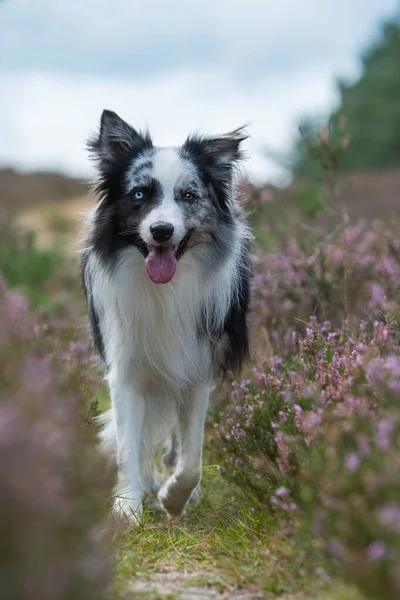 Gräns Collie Ljung Landskap — Stockfoto