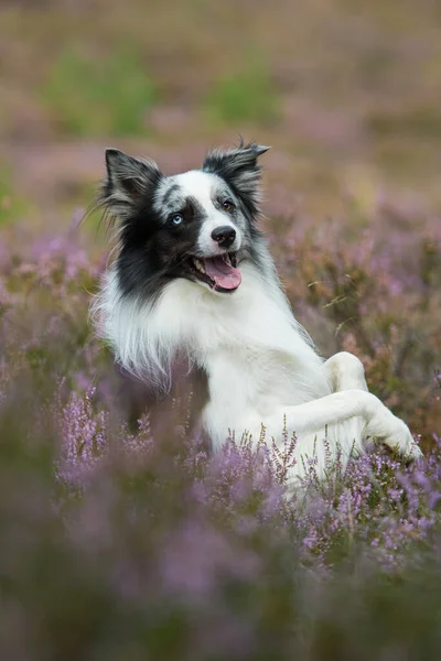 Gräns Collie Ljung Landskap — Stockfoto