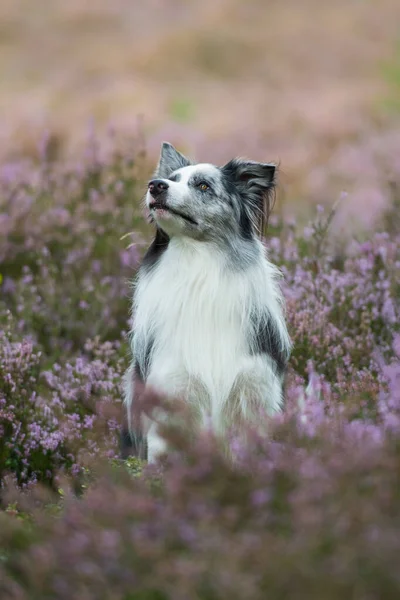 Gräns Collie Ljung Landskap — Stockfoto