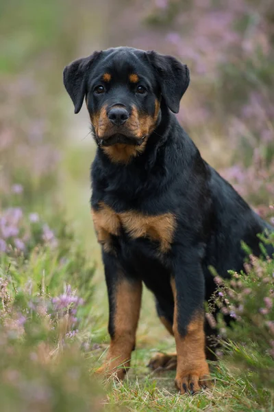 Anjing Rottweiler Pemandangan Heather — Stok Foto