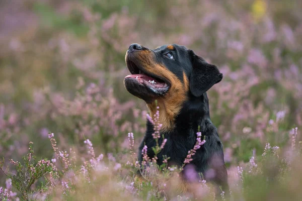 Anjing Rottweiler Pemandangan Heather — Stok Foto