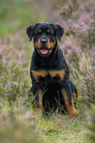 Anjing Rottweiler Pemandangan Heather — Stok Foto