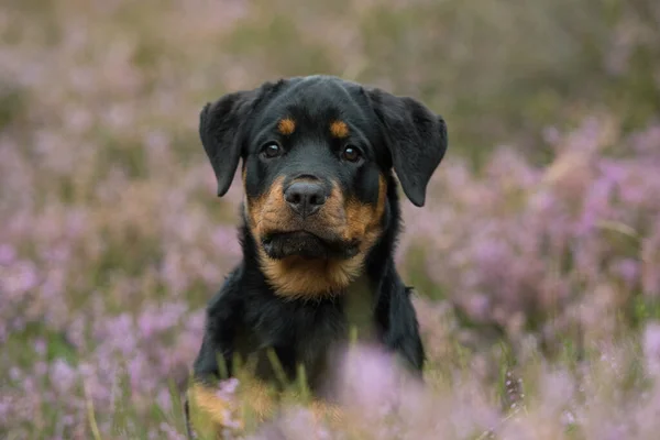 Rottweiler Cachorro Paisagem Urze — Fotografia de Stock