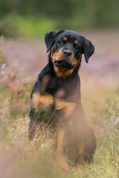 Anjing Rottweiler Pemandangan Heather — Stok Foto
