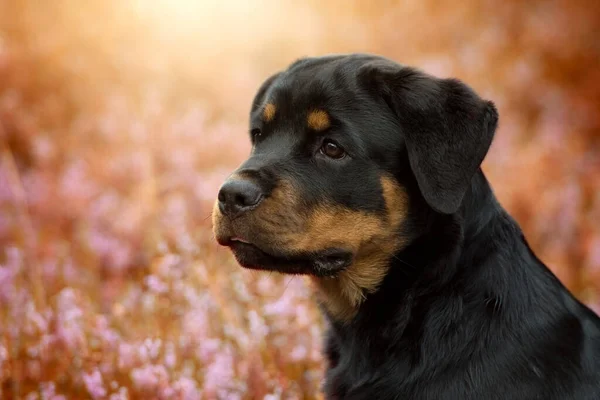 Anjing Rottweiler Pemandangan Heather — Stok Foto