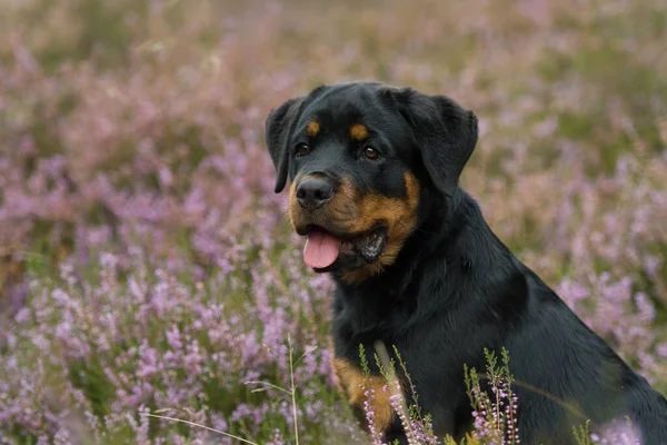 Rottweiler Cucciolo Erica Paesaggio — Foto Stock