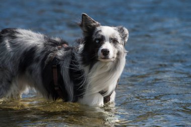 Gölette bir çoban köpeği