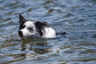 Gölette bir çoban köpeği