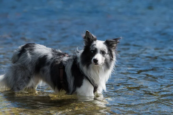 Пограничная Колли Собака Пруду — стоковое фото
