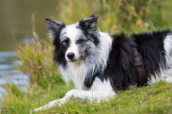 Gräns Collie Hund Vid Floden — Stockfoto