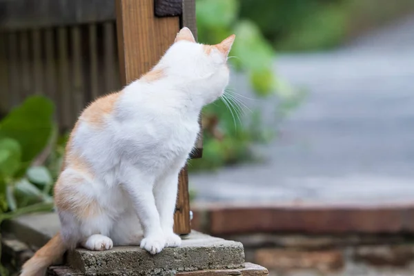 家の前で大人の猫 — ストック写真