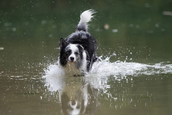 Gränshund Vid Sjö — Stockfoto