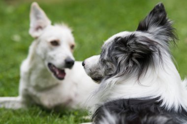 Çayırda oynayan iki köpek.