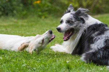 Çayırda oynayan iki köpek.