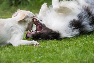 Çayırda oynayan iki köpek.