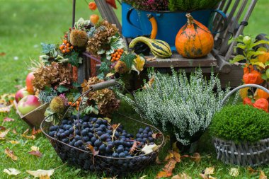 Çiftçilerin bahçesinde renkli bir sonbahar