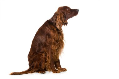 İrlandalı yerleşimci köpek beyaz arkaplanda izole edildi