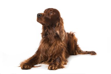 İrlandalı yerleşimci köpek beyaz arka planda tek başına yatıyor