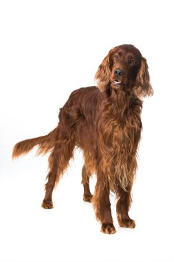 İrlandalı yerleşimci köpek beyaz arka planda tek başına duruyor