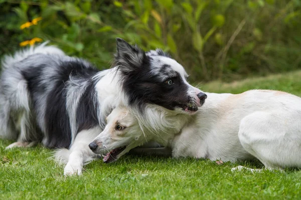 Çayırda oynayan iki köpek.