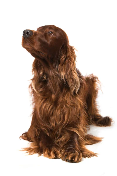 Irish Setter Dog Lying Isolated White Background — Stock Photo, Image