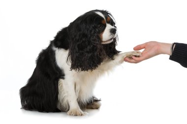 Şövalye Kral Charles Spaniel patisini beyaz arka planda izole etti.