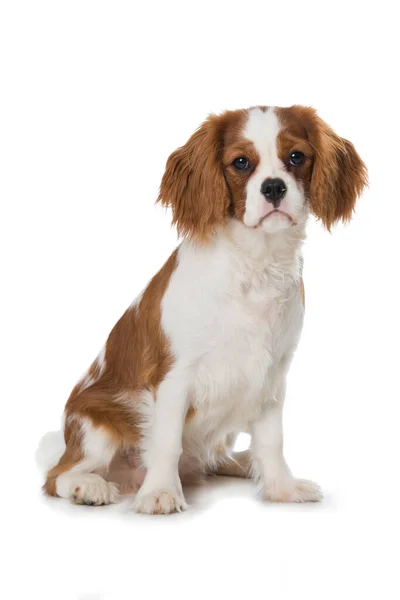 Cavalier King Charles Spaniel Štěně Izolované Bílém Pozadí — Stock fotografie