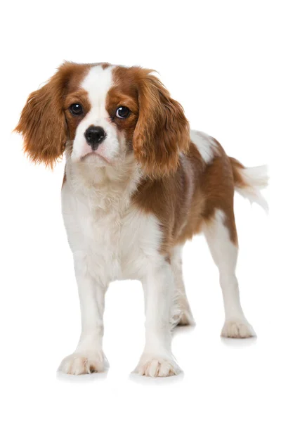 Cavalier King Charles Spaniel Κουτάβι Απομονώνονται Λευκό Φόντο — Φωτογραφία Αρχείου