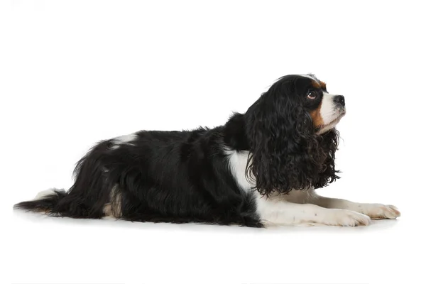 Kavalier King Charles Spaniel Liegt Isoliert Auf Weißem Hintergrund — Stockfoto