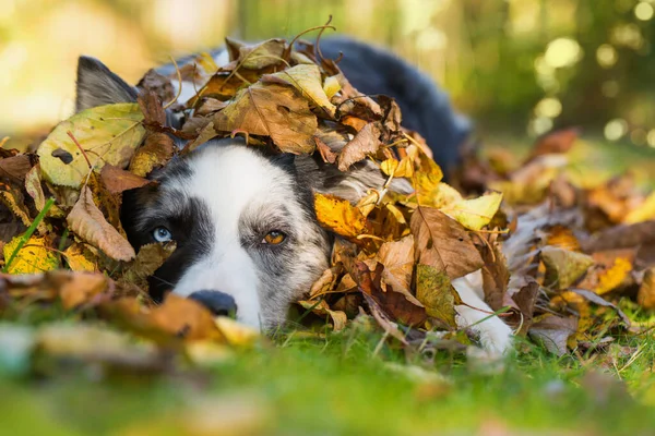 Okrajový Kolie Pes Podzim Listí — Stock fotografie