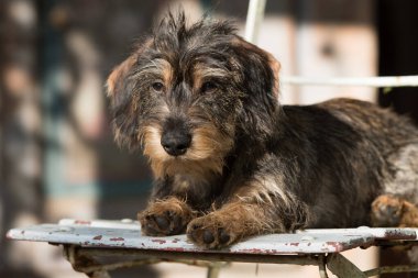 Bahçedeki genç tekel köpeği
