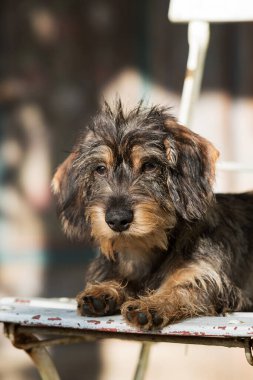 Bahçedeki genç tekel köpeği