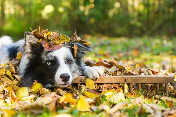 Border Collie Pies Jesiennych Liściach — Zdjęcie stockowe