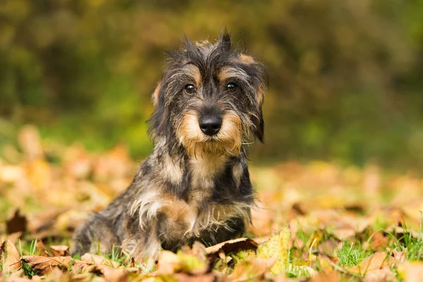 Ung Teckel Hund Höstlöv — Stockfoto