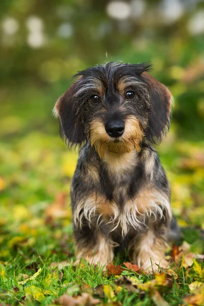 秋の紅葉の若いテッケル犬 — ストック写真