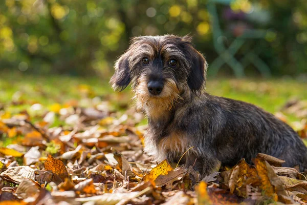 Cão Teckel Jovem Folhas Outono — Fotografia de Stock