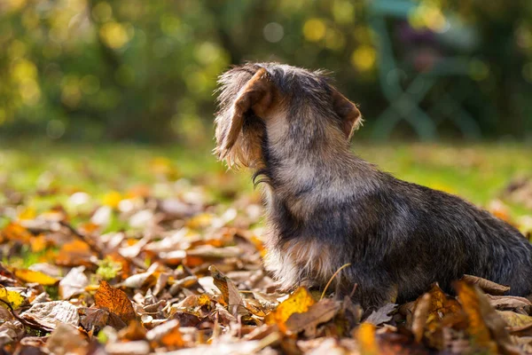 Young Teckel Dog Autumn Leaves — Stock Photo, Image