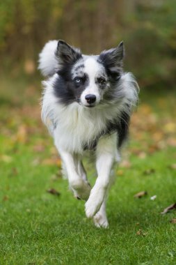 Çayırda koşan bir çoban köpeği.
